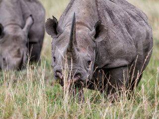 20210210153810-Masaii Mara rhino.jpg